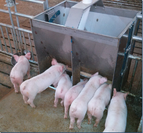 Agriculture Farming Livestock - Comedero Doble de Acero Inoxidable para
