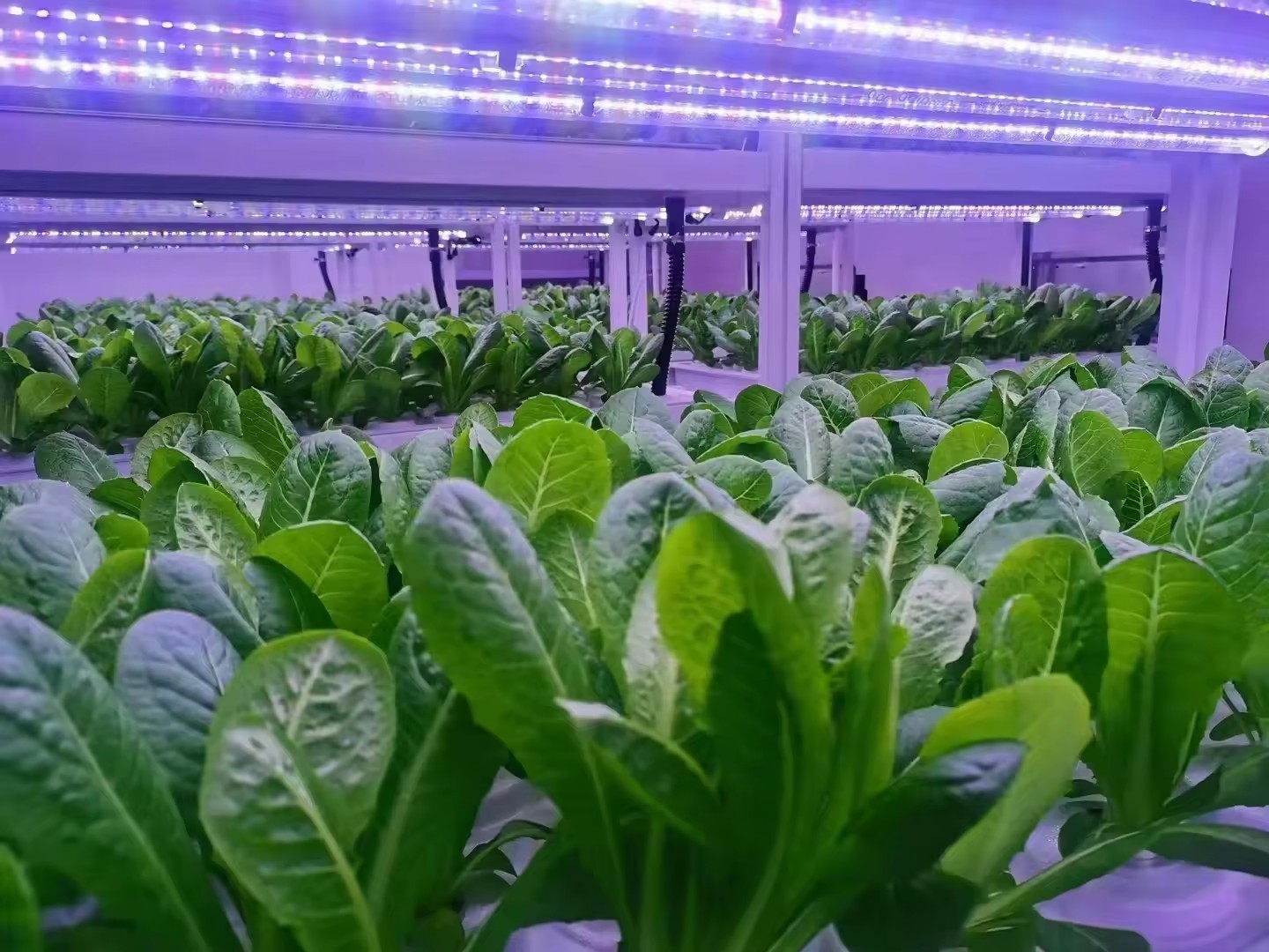 f Equipo agrícola de invernade - Agriculture Farming Equipments reseña y precio