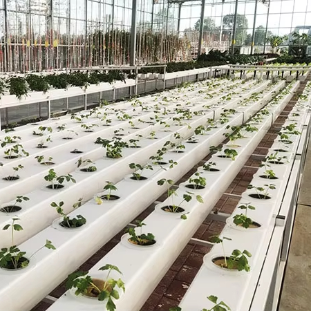 Sistemas de Cultivo Hidropónic - Hydroponic Nft Channel reseña y precio